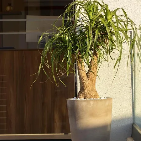 Apartment Arente *